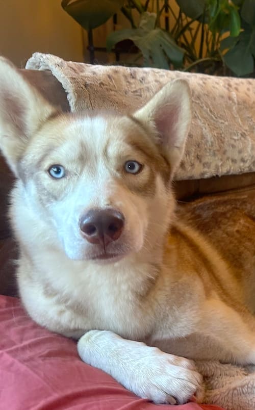 Screenshot 2026-02-10 at 5