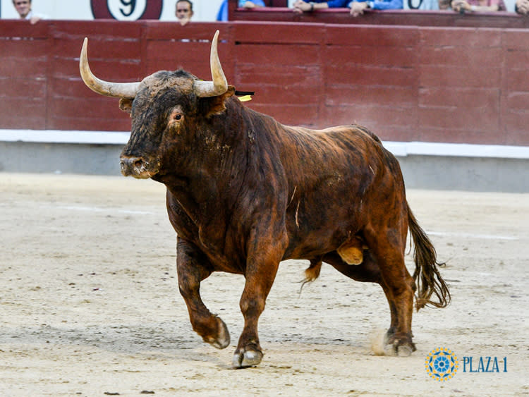 Fuente: Plaza 1