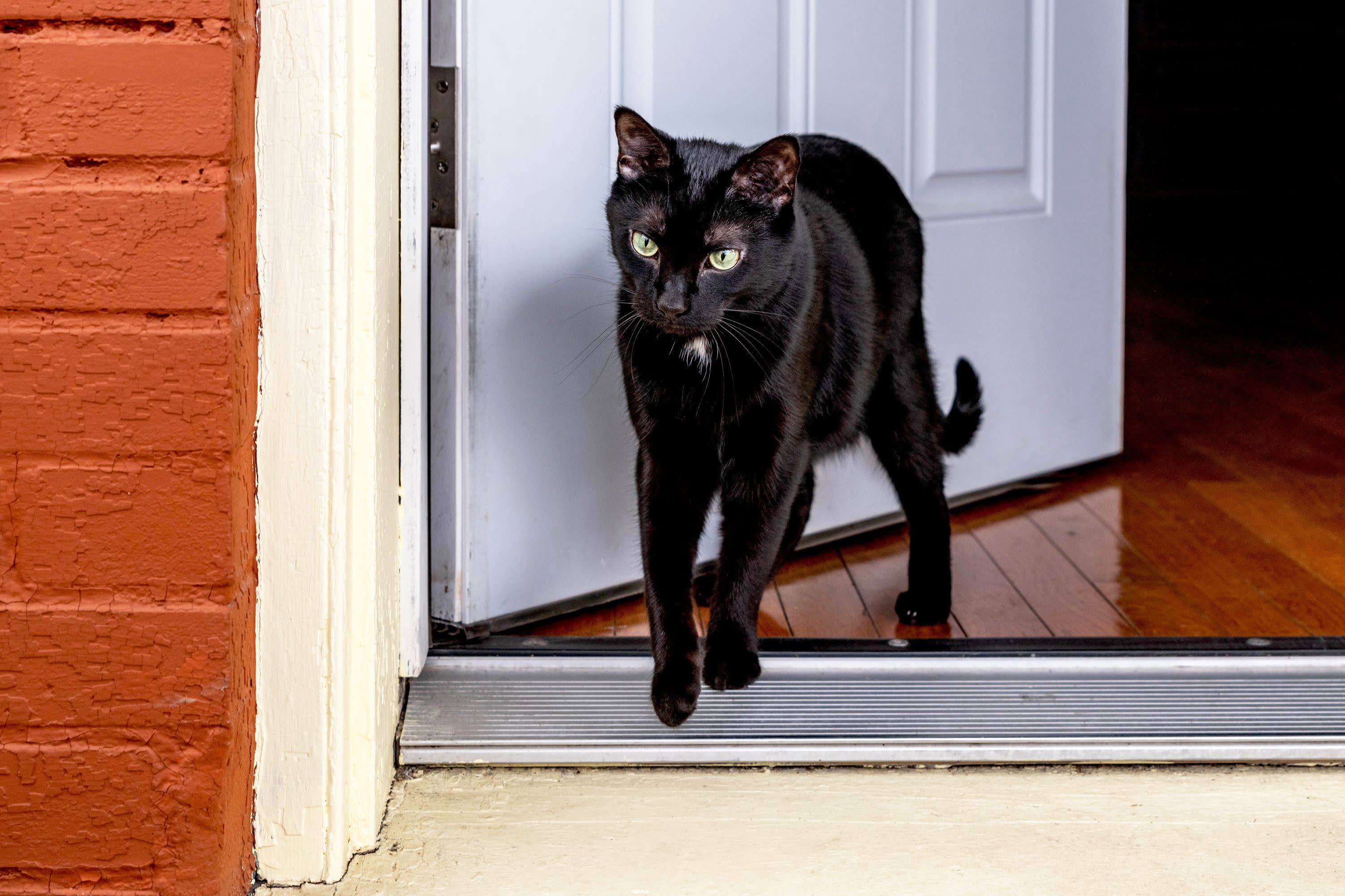 preventing-cat-escape-553924-hero-c466f5d5200f45efb012c3abcc50beb4