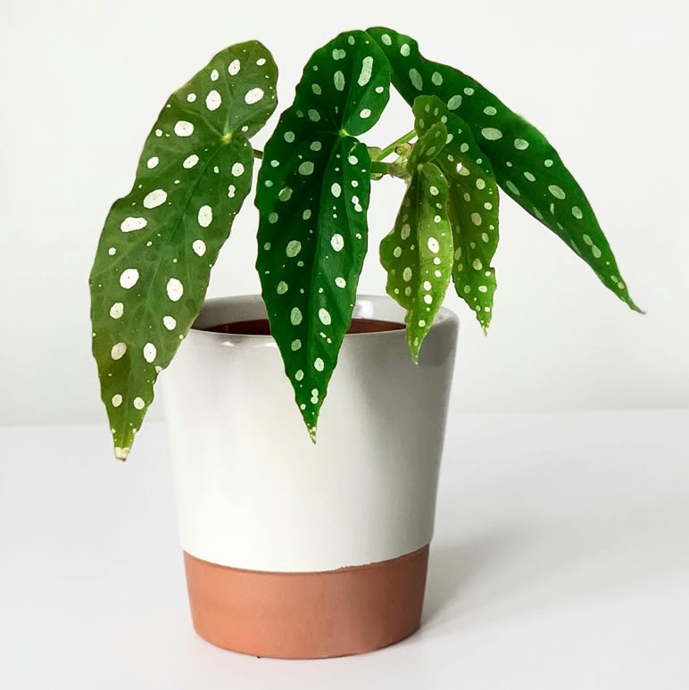 pexels-plantsandgraphics-7493211