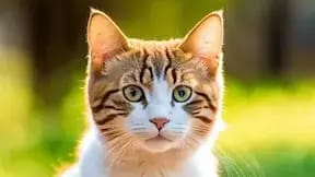 a playful cat (1)