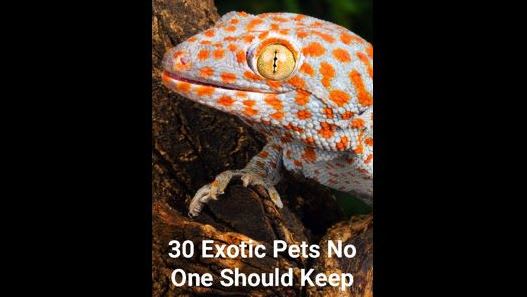 long pets