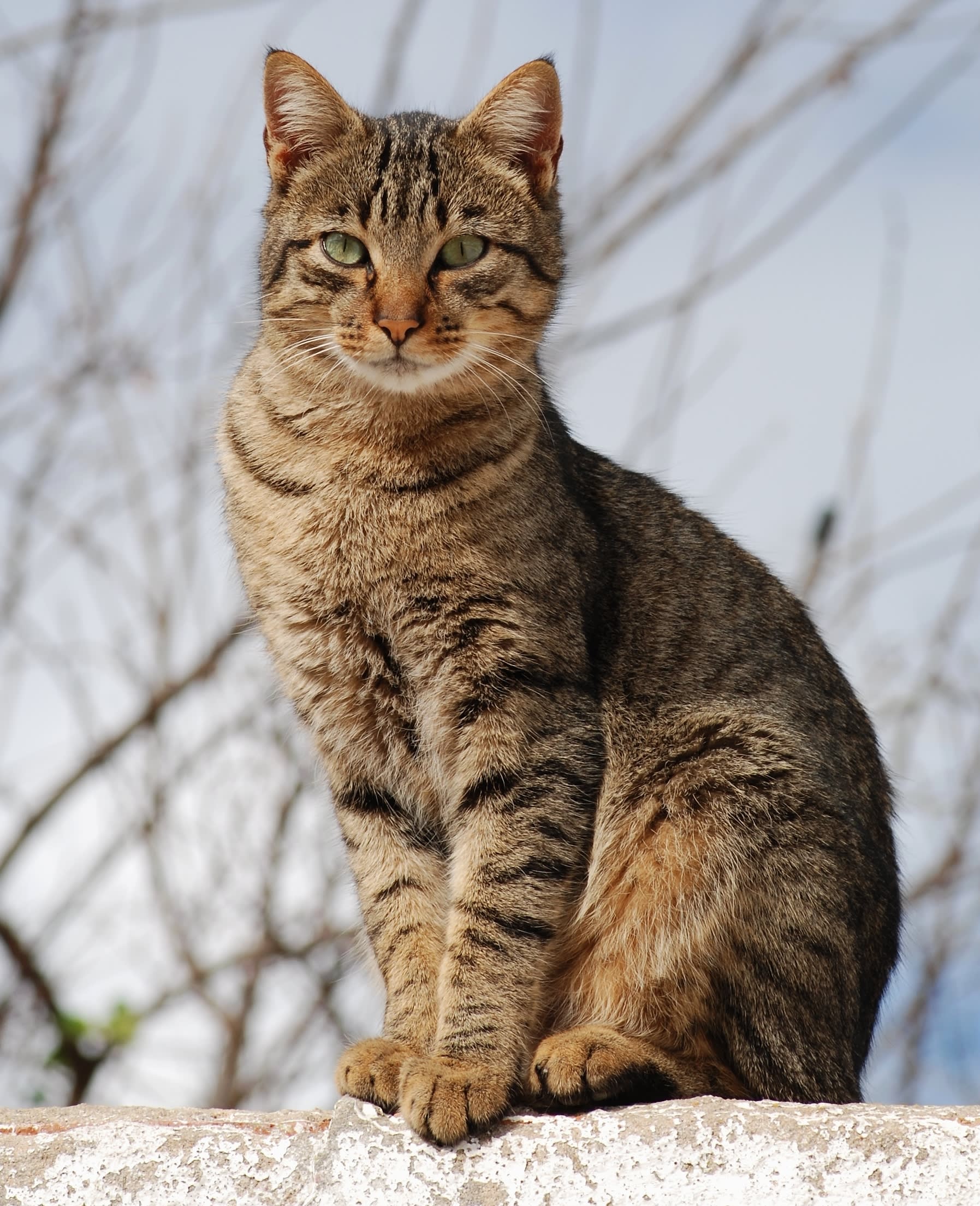 Cat_November_2010-1a