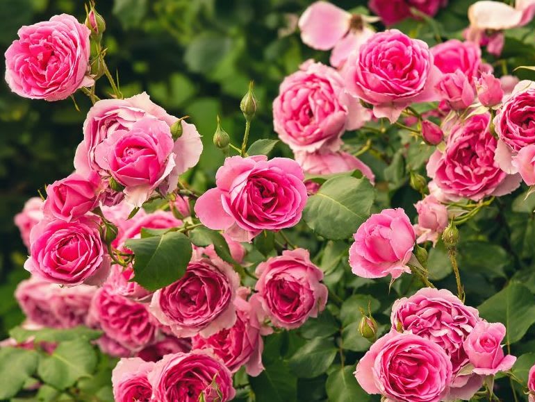 roses_general1-1024x683