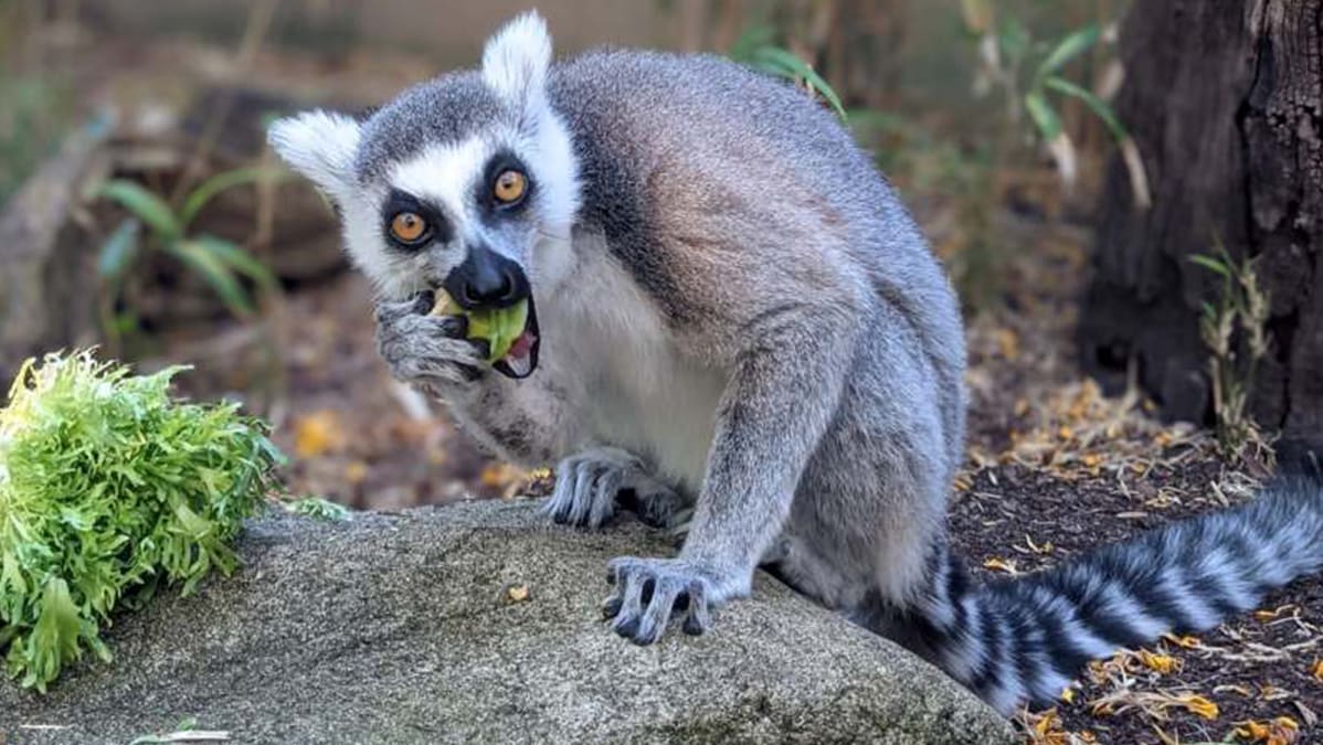 Lemur2