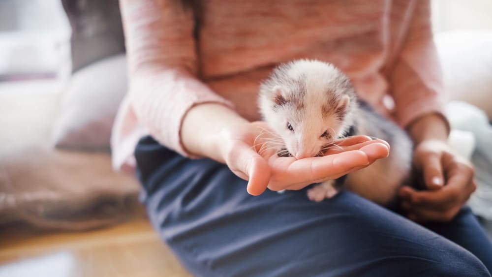 ferret-eating-from-hand