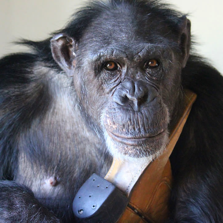 Jamie Chimpanzee