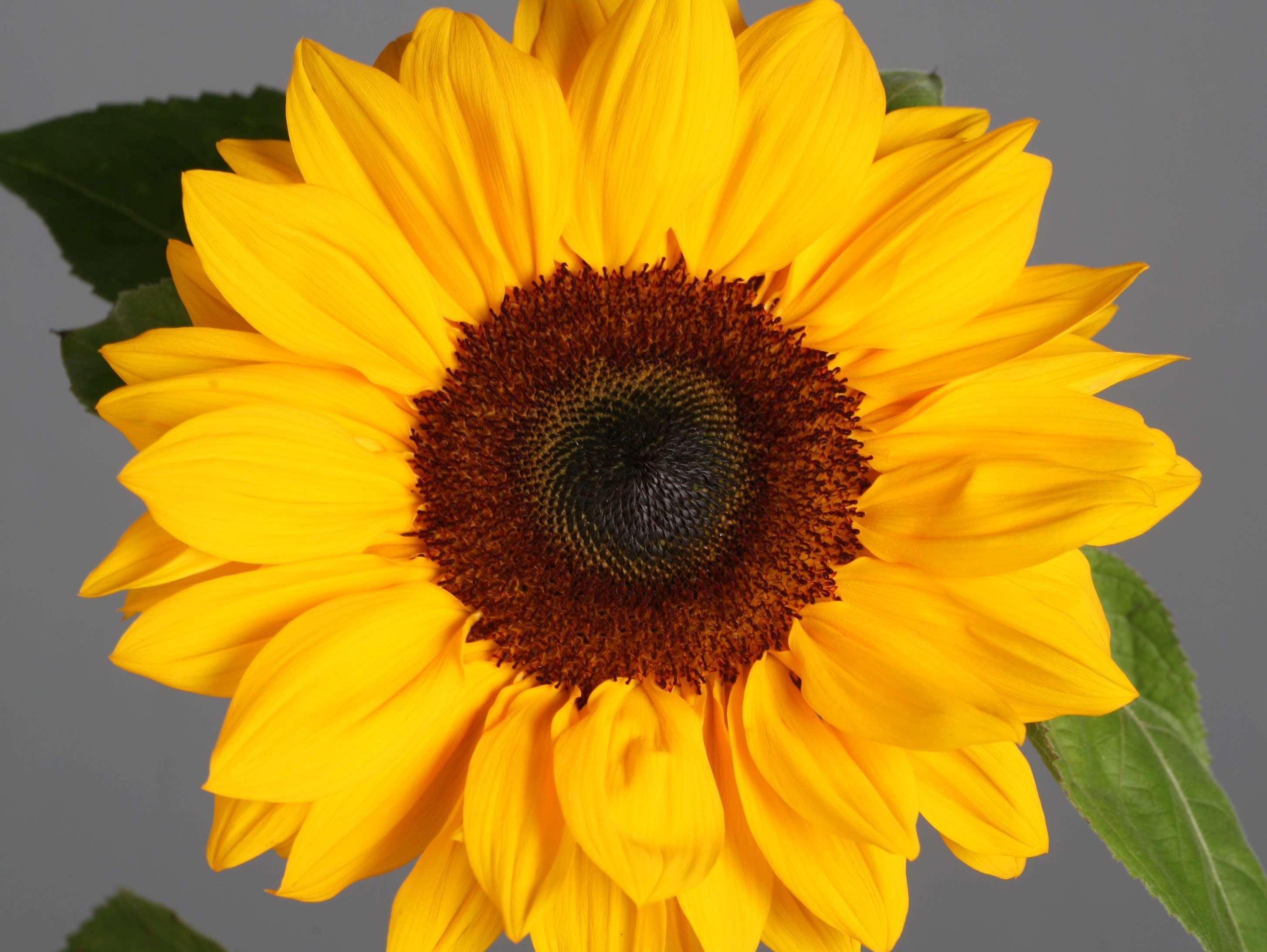 Sunflower_Sunbright-A5-CROP-square