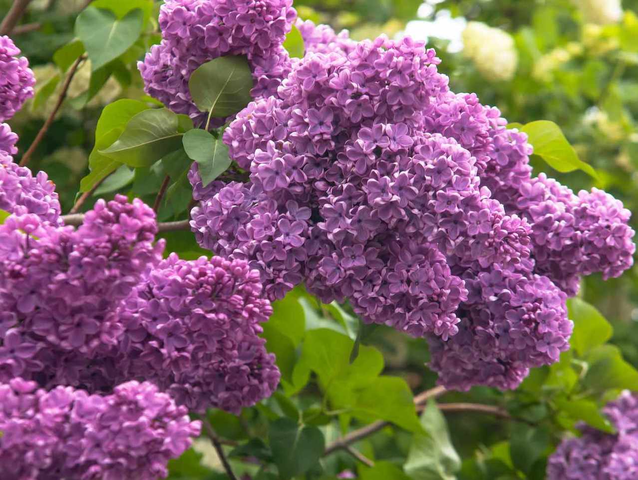 common-lilac-growing-tips-3269207_01-7b923125278942eabc0b56debfa3ff74