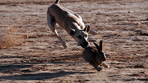 Sloughi_hunt_Sahara_Festival