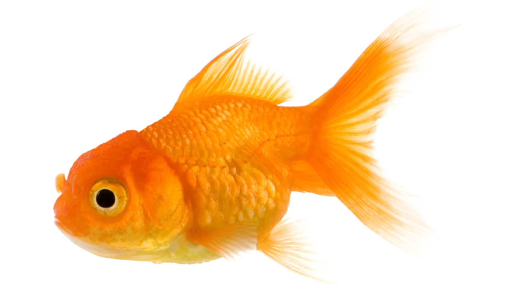 Animal - Fish