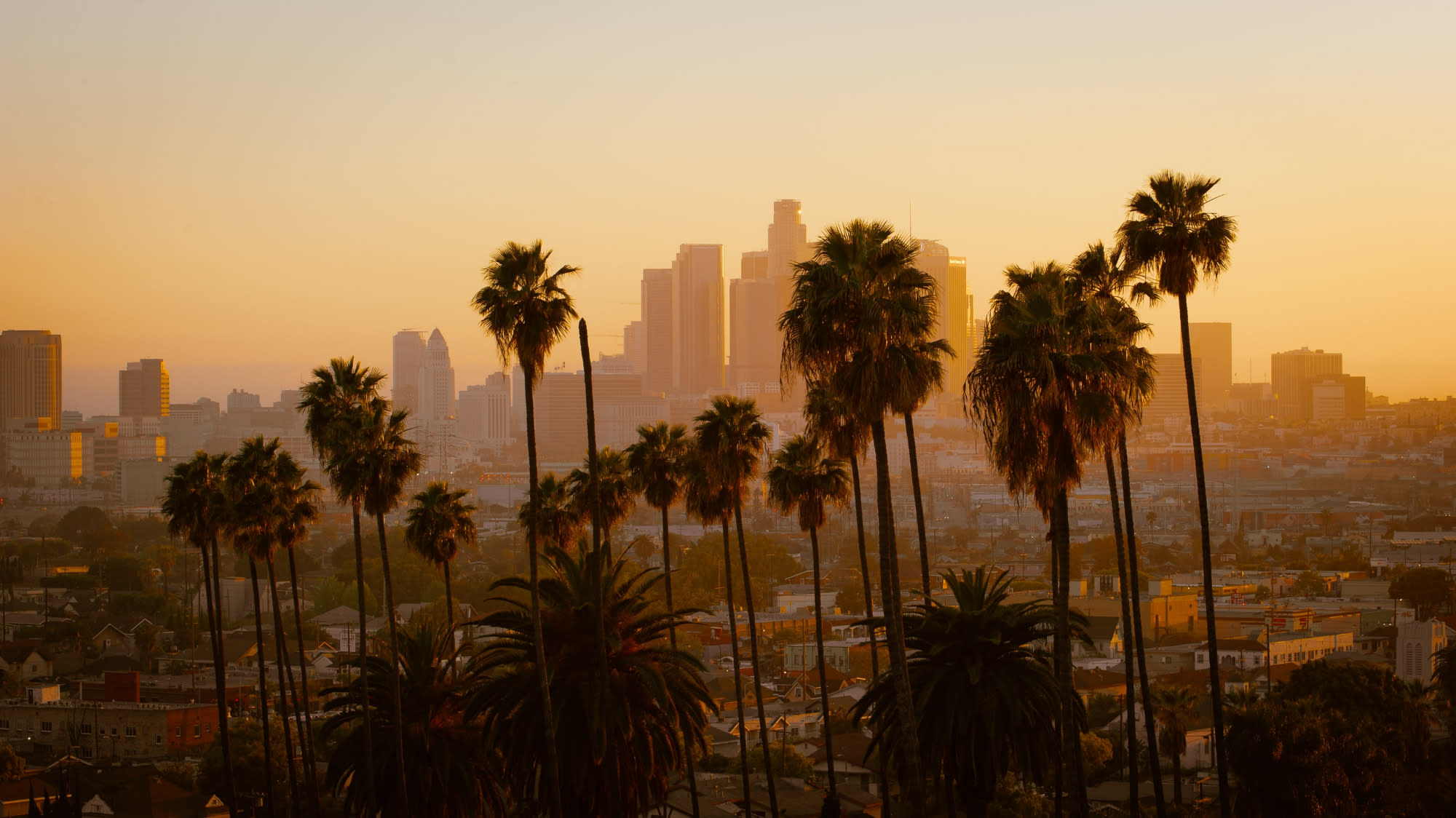 Los Angeles in the distance with a striped sky with the colours of the sun rise yellows and golds. There are a number of palm trees in the foreground of the picture in silhouette.
