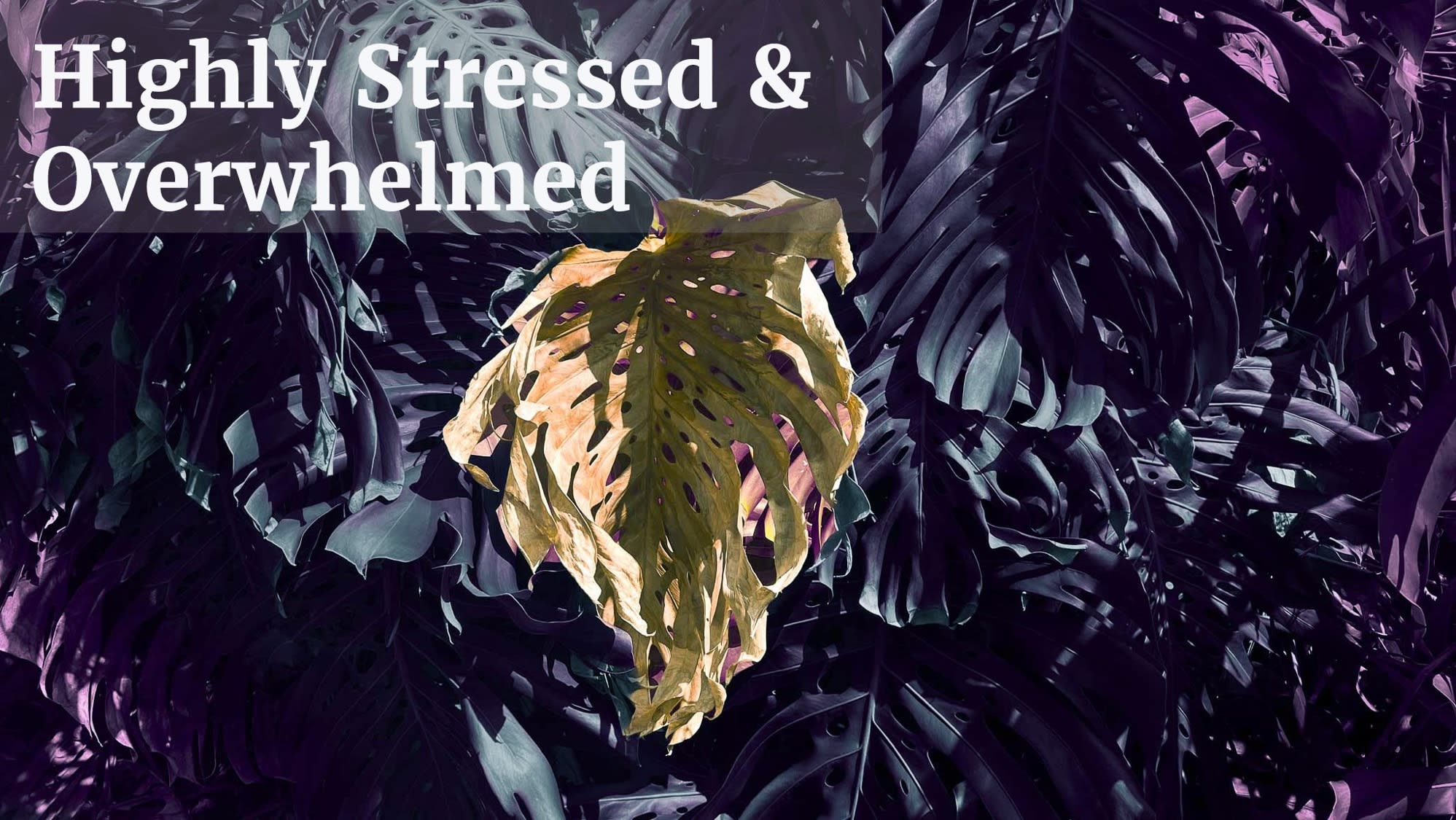 highly stressed and overwhelmed