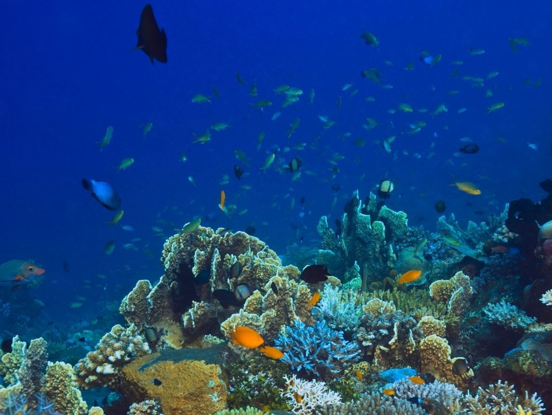 Mami Mia Personality Quiz Great Barrier Reef