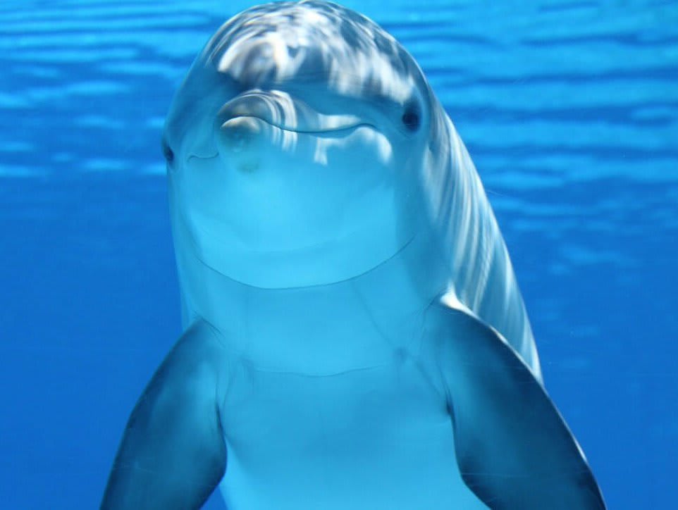 Dolphin-blog