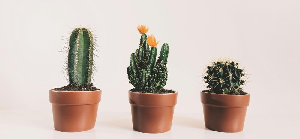 pexels-scottwebb-1903965