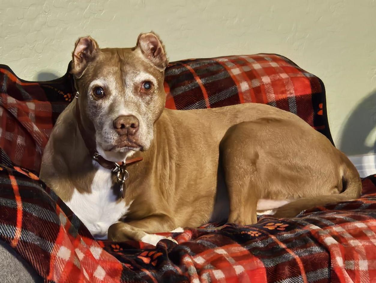 Caleb - Senior Dog