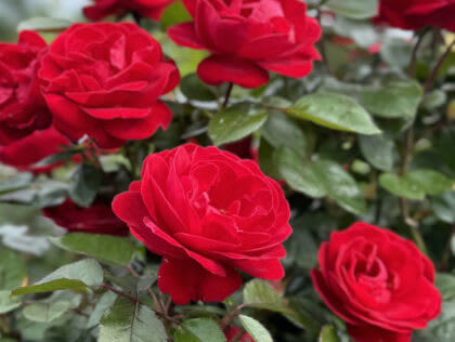 Precious-Ruby-Rose-Multiple-Blooms-Main-Image-420x560