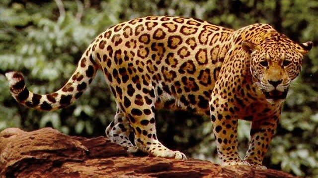 640px-Standing_jaguar