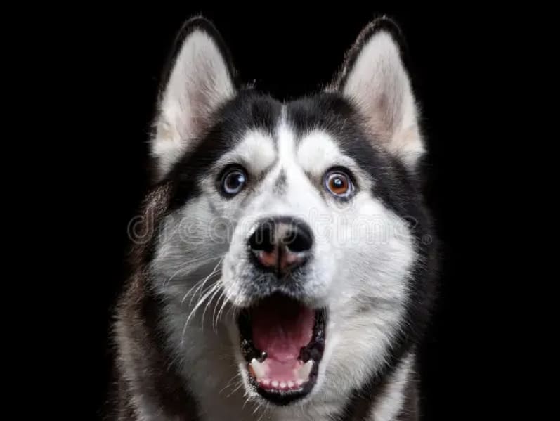 Husky dramático 