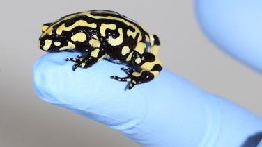 long frog