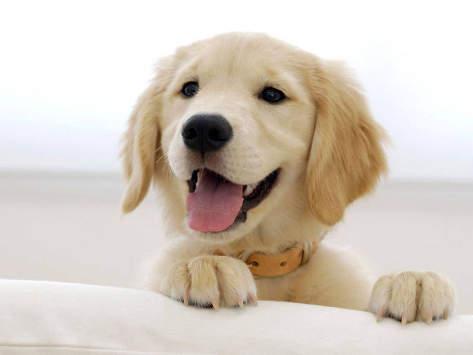 Golden Retriever 