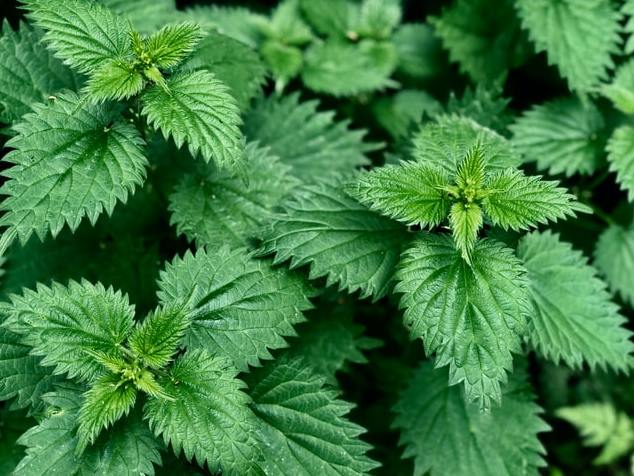 Nettles 