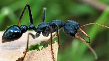 long ant