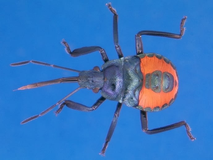 A black stink bug with long mouthparts and a red back