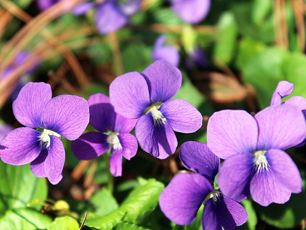 early_blue_violet_full__58602