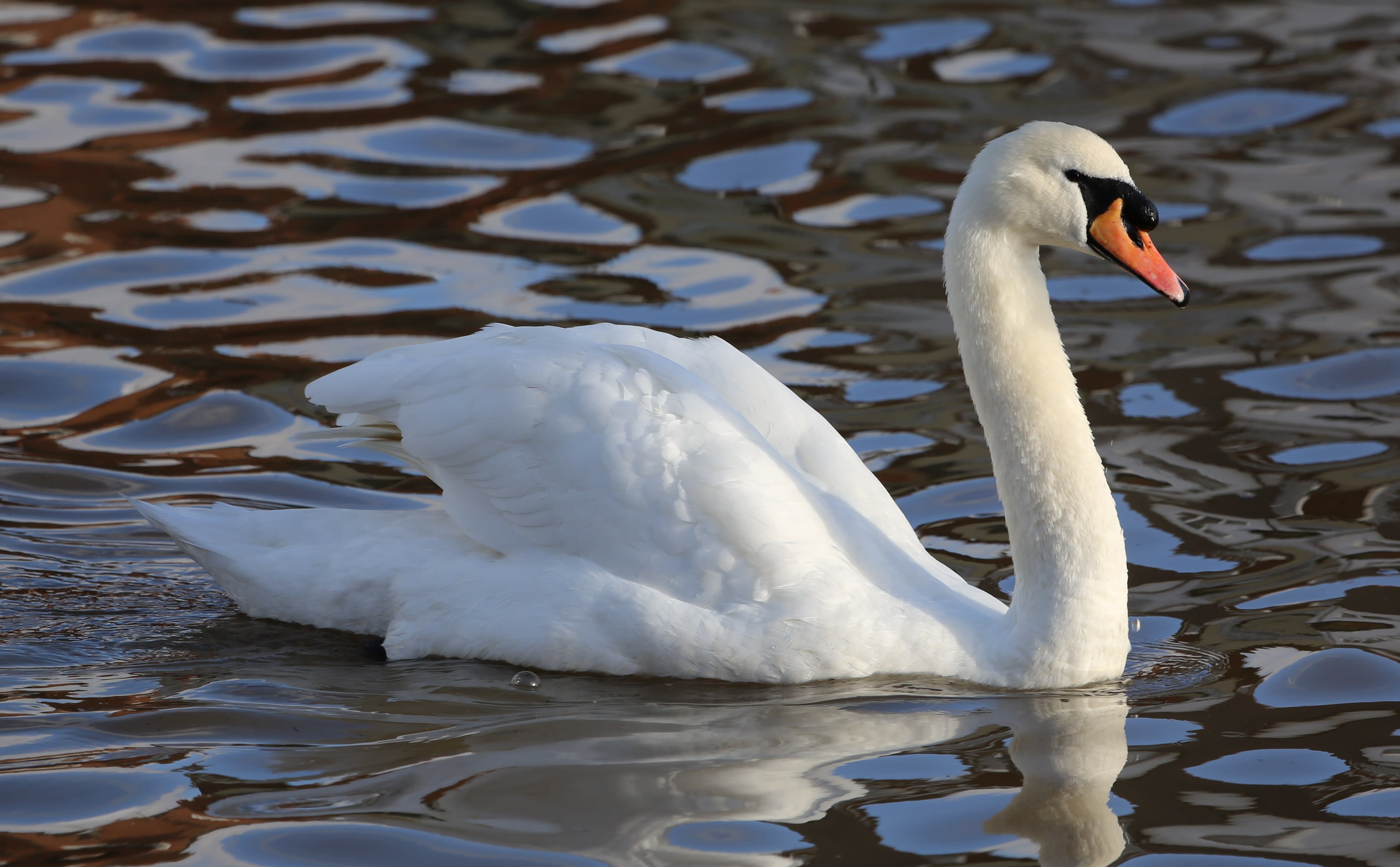 Mute_Swan_Emsworth2