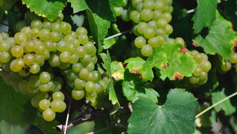 Chardonnay