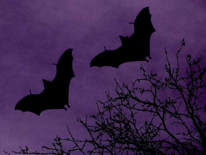 tumblr_1219c56faec44ab6e6e8fdd432ac86ef_e96633e9_1280