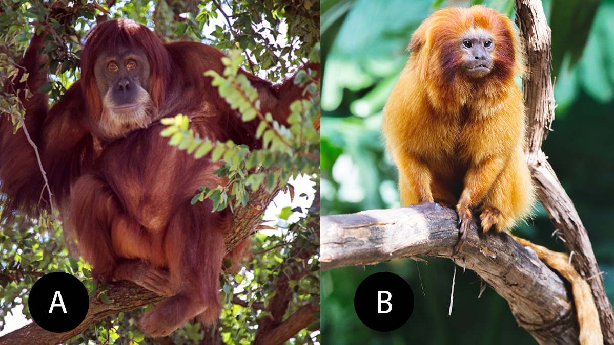 Apechoice1