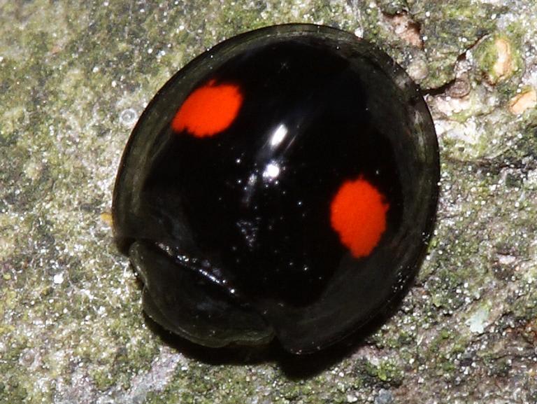 A small black lady beetle with two red spots