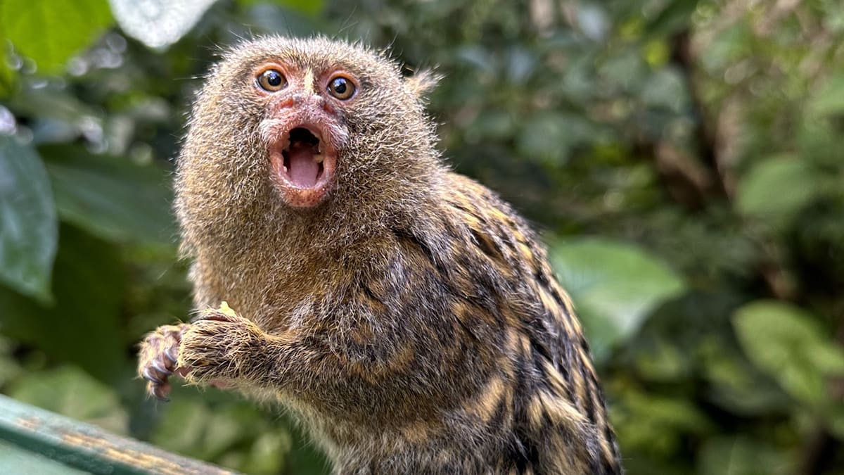 pygmy-marmoset_teagan