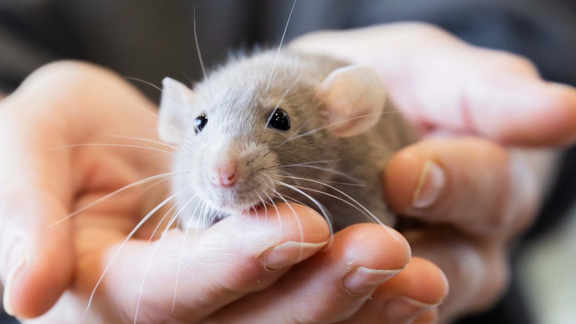 pet-rat-606079