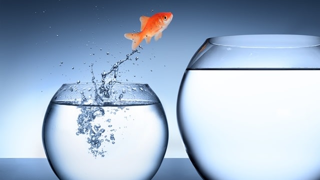 Goldfish-1