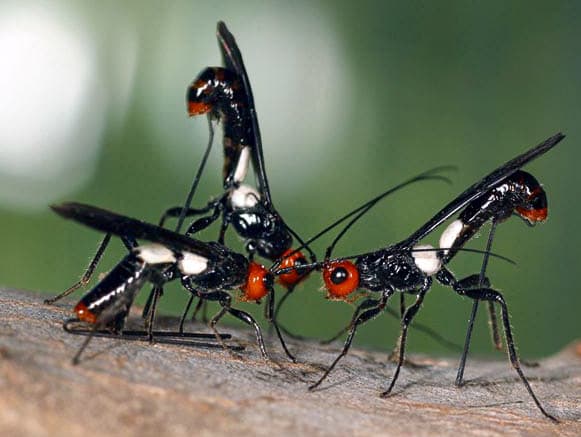 Three orange, black and shite parasitoid wasps in the family Braconidae