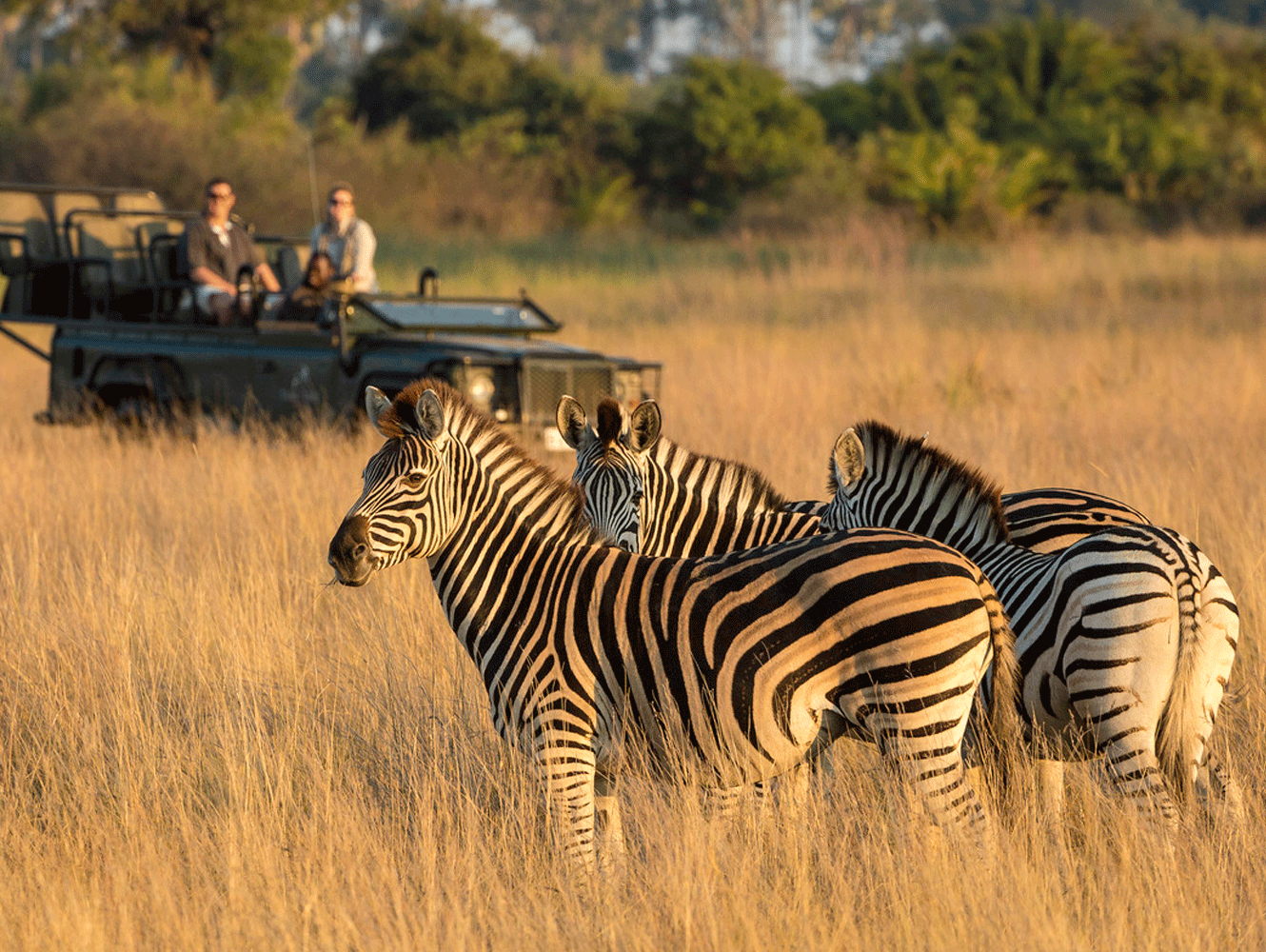 African-Travels-night-game-drive-zebra-safari-1500