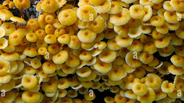 xeromphalina-campanella-mushroom-cluster-on-hemlock-log-monongahela-AYY82H