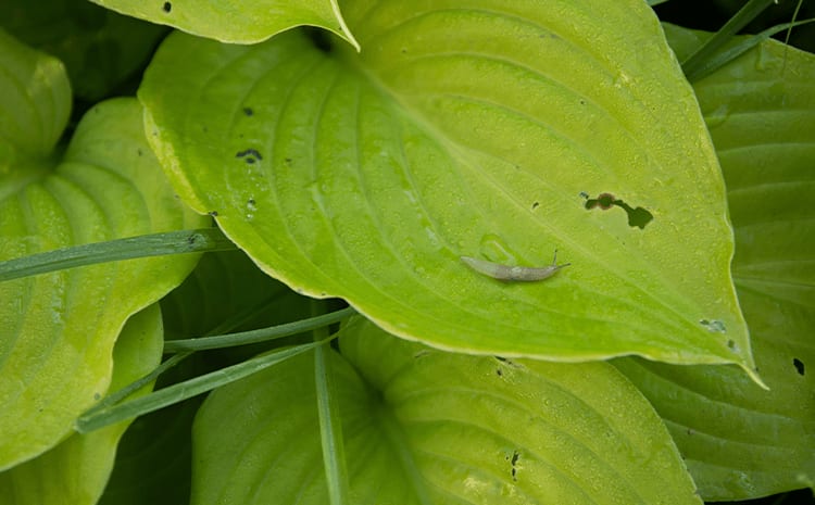 slug on a hosta leaf