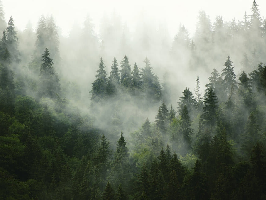 foggy-forest-4