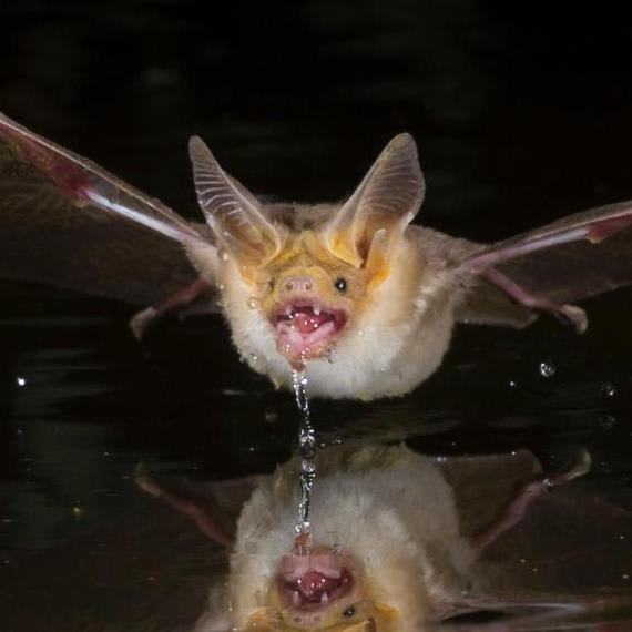 Pallid bat