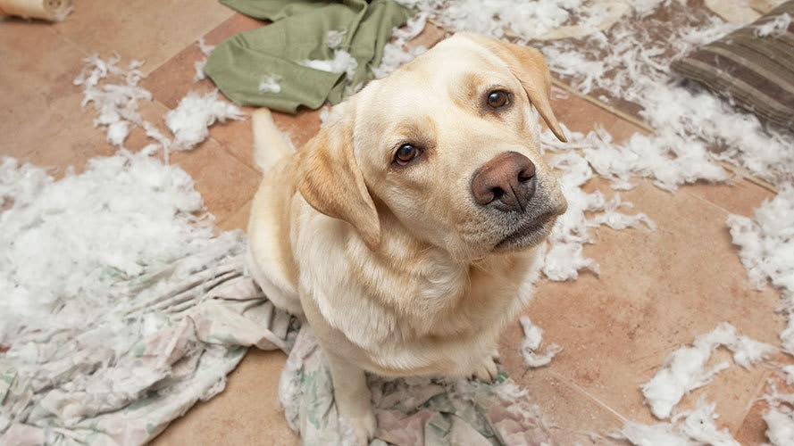 dog-care_common-dog-behavior-problems_overcoming-separation-anxiety_main-image