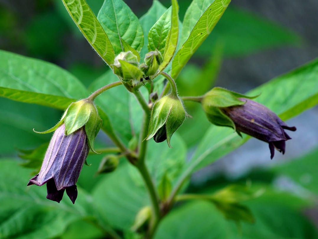 deadly-nightshade-in-flower-alamy-bcg8d3-colin-underhill