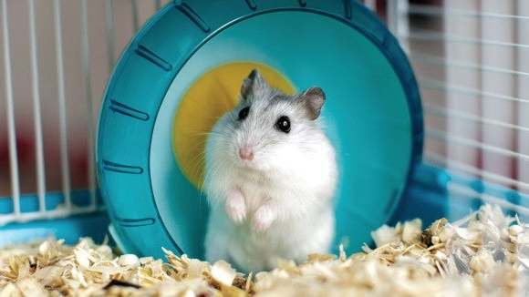 YP_Gerbil