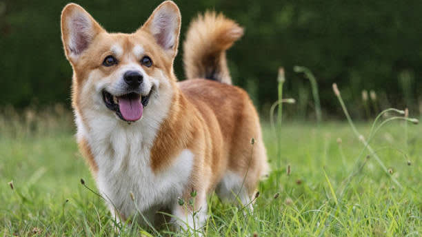 cute-playful-welsh-corgi-dog-playing