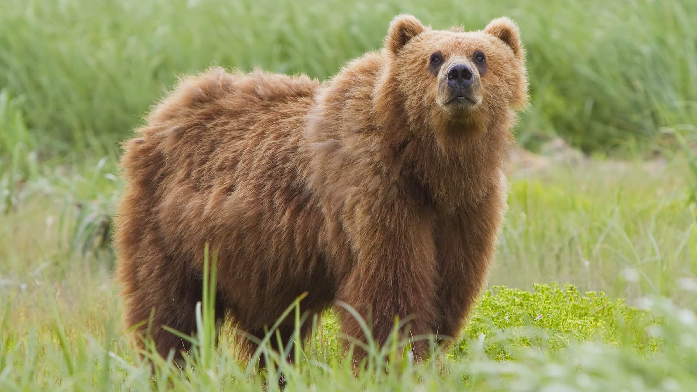 2010-kodiak-bear-1