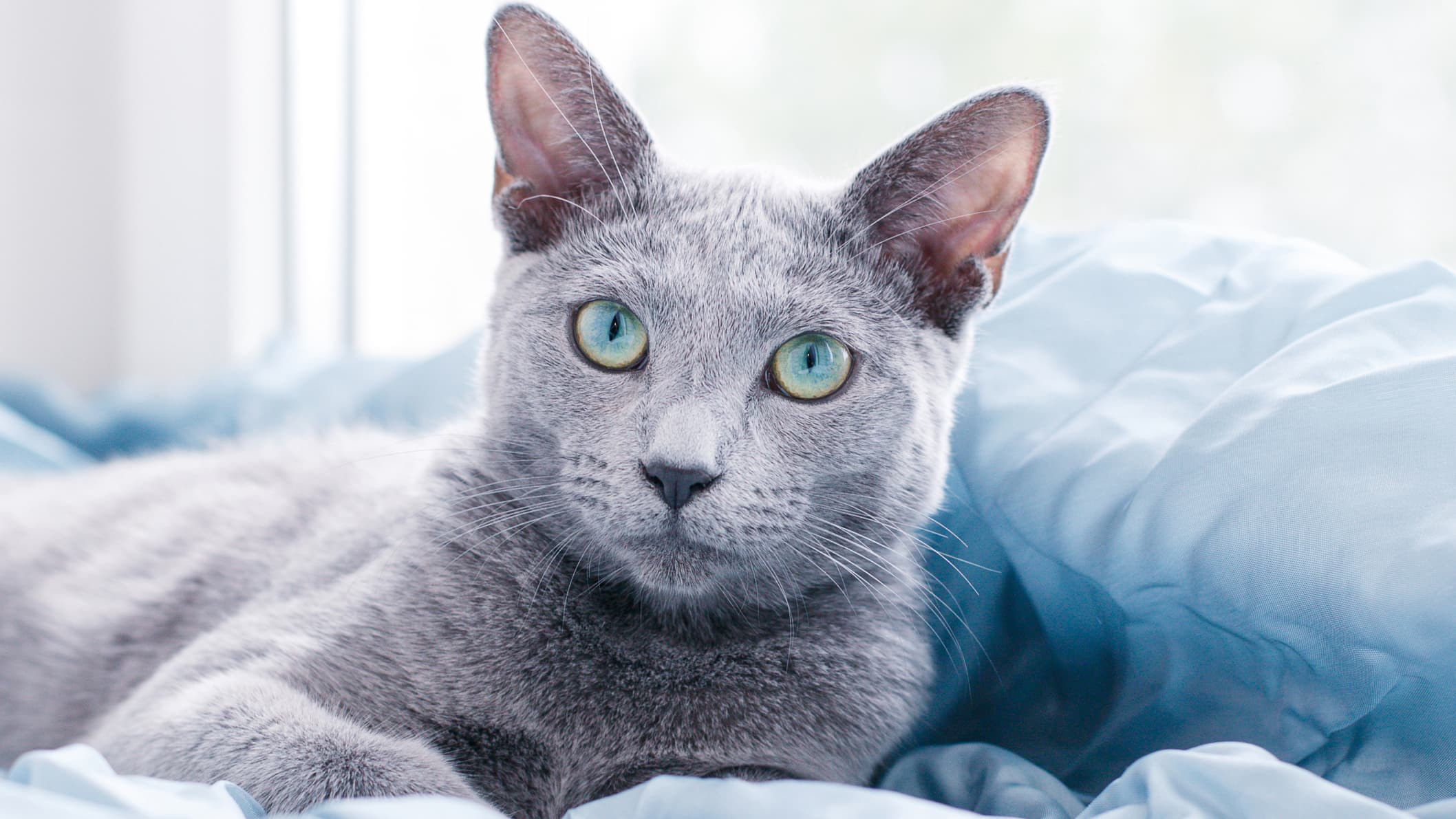 russian-blue